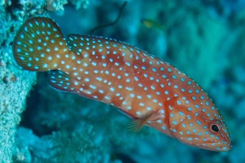 Coral Grouper — seen at this dive site