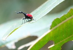 Trachelophorus giraffa
