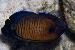 Centropyge multispinis