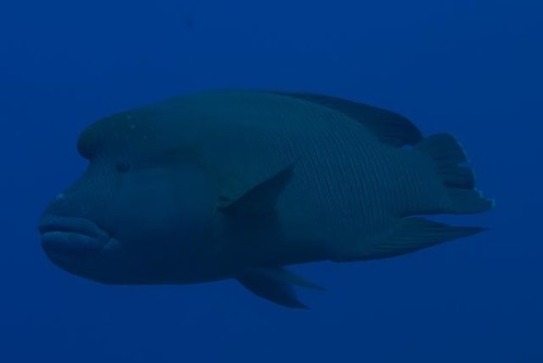 Napoleon Wrasse — seen at this dive site