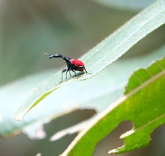 Trachelophorus giraffa