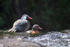 Merganetta armata armata