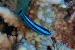 Larabicus quadrilineatus