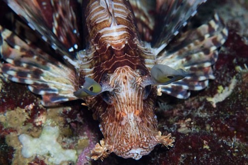 Indian Lionfish — seen at this dive site
