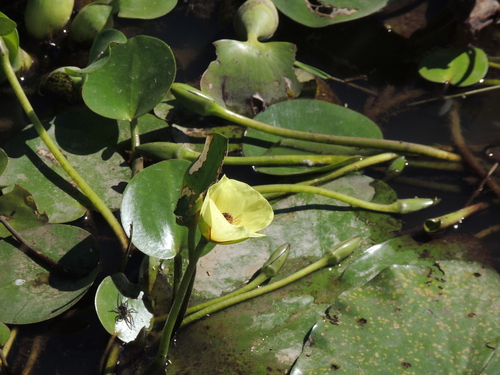 Image of Hydrocleys nymphoides by (c) Tomás Tamagno, some rights reserved (CC BY)