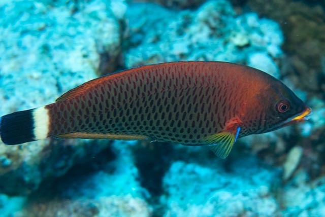 Chiseltooth Wrasse