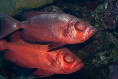 Priacanthus hamrur