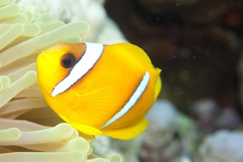 Red Sea Anemonefish — seen at this dive site