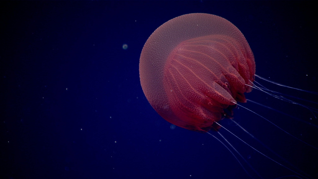 Poraliinae