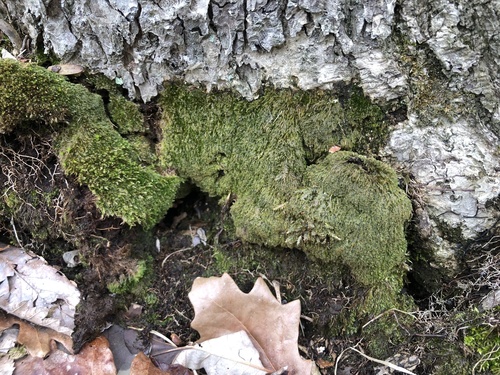 Plagiothecium latebricola observed 2023-03-17