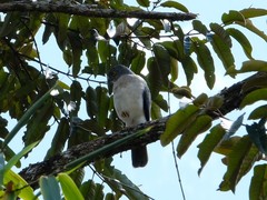 Accipiter francesiae