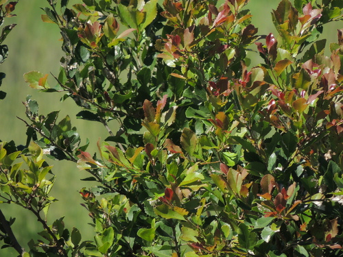 Image of Xylosma venosa by (c) Tomás Tamagno, some rights reserved (CC BY)