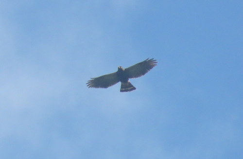 Parabuteo leucorrhous