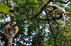 Propithecus diadema