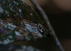 Eugnoristus monachus