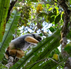 Propithecus diadema