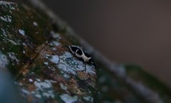 Eugnoristus monachus