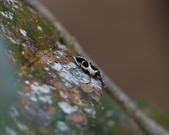 Eugnoristus monachus