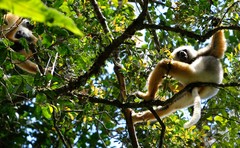 Propithecus diadema