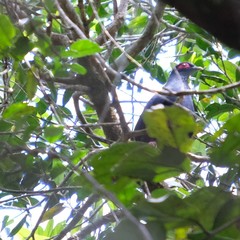 Alectroenas madagascariensis