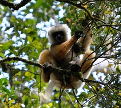 Propithecus diadema