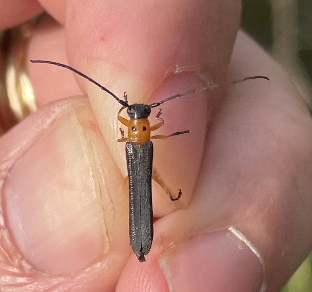 Oberea ulmicola