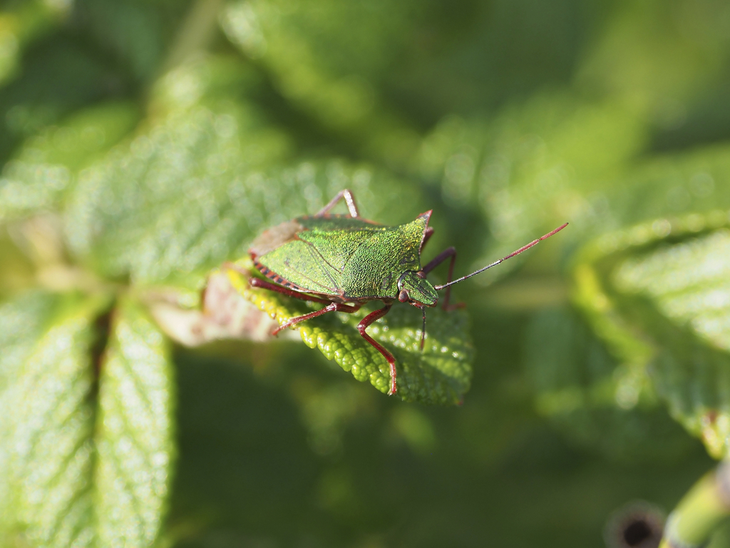 Japanese Stink Bug from 日本、〒061-3441 北海道石狩市厚田区聚富 on September 30, 2022 ...