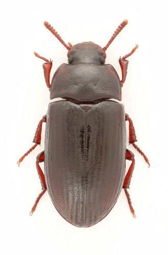 Representative image of Alphitobius diaperinus