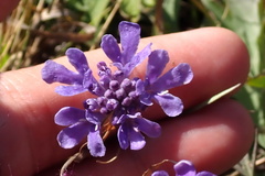 Scabiosa comosa