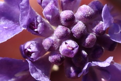 Scabiosa comosa
