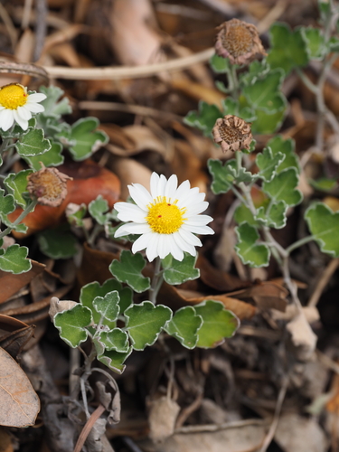 Chrysanthemum japonense iNat (1)