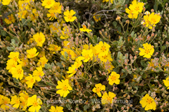 Cistus halimifolius