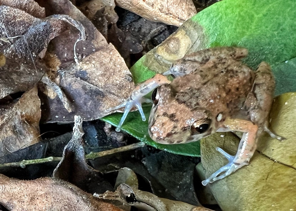 Greenhouse Frog from Yellowstone Pass, Cantonment, FL, US on April 01