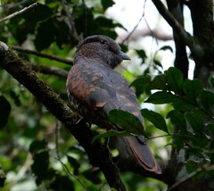 Leptosomus discolor discolor