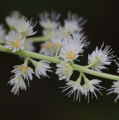 Homalium cochinchinense