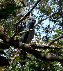 Leptosomus discolor discolor