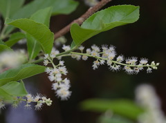 Homalium cochinchinense