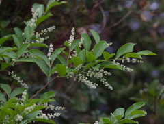 Homalium cochinchinense