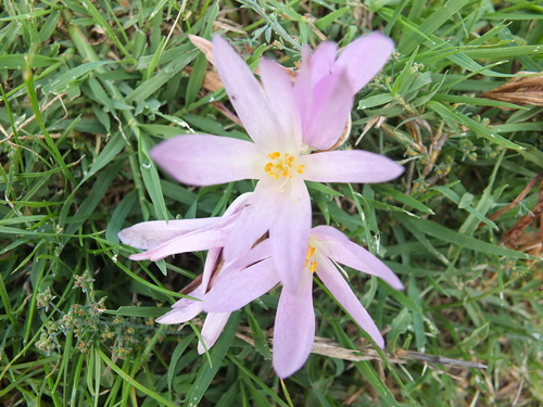 Colchicum lusitanum image