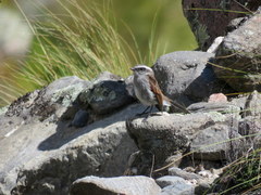 Ochthoeca leucophrys