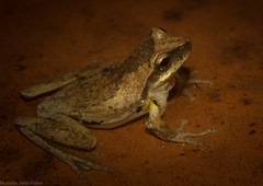 Litoria revelata