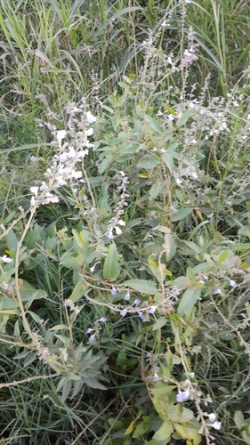 Image of Salvia pallida by (c) Pablo H Capovilla, some rights reserved (CC BY)