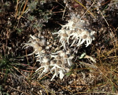 Leontopodium palibinianum