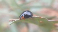 Parexochomus nigromaculatus