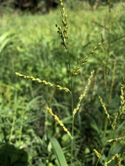 Urochloa fusca