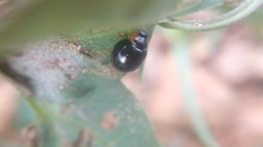 Parexochomus nigromaculatus