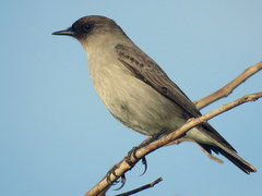 Dark-Faced Ground Tyrant photo 3