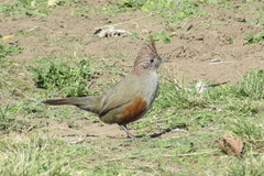 Rhinocrypta lanceolata