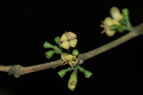 Diplospora dubia iNat (1)