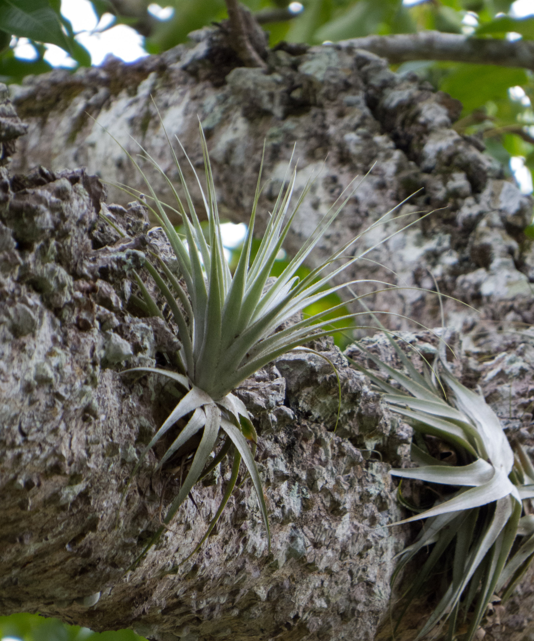 Tillandsia gardneri